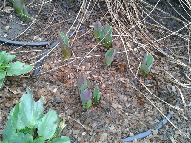 Tulipani